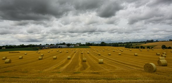 Carlow Fields of Gold